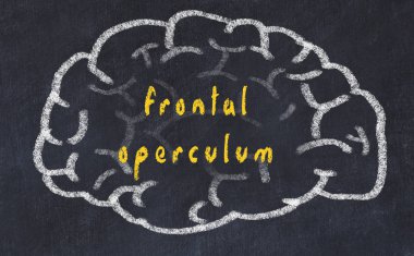 Yazıt frontal operculum ile tebeşir üzerinde insan beyninin Drawind