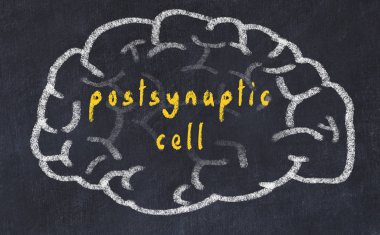 Yazıt postsinaptik hücre ile tebeşir üzerinde insan beyninin Drawind