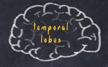 Yazıt temporal loblar ile tebeşir üzerinde insan beyninin Drawind