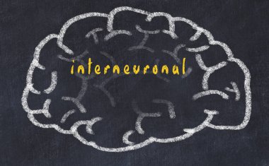 Yazıt internöronal ile tebeşir üzerinde insan beyninin Drawind