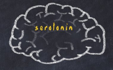Drawind of human brain on chalkboard with inscription serotonin clipart