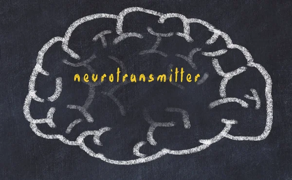 Drawind van menselijk brein op schoolbord met inscriptie neurotransmitter — Stockfoto