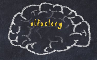 Yazıt koku ile tebeşir üzerinde insan beyninin Drawind