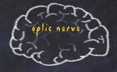 Yazıt optik sinir ile tebeşir üzerinde insan beyninin Drawind