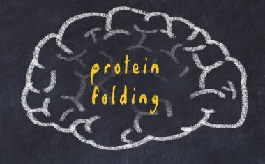Drawind of human brain on chalkboard with inscription protein folding clipart