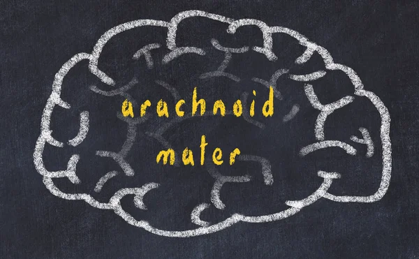 Drawind van menselijk brein op krijtbord met inscriptie Arachnoid Mater — Stockfoto