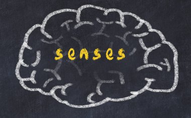 İnsan beyninin tebeşir çizimi ve yazıt algıları