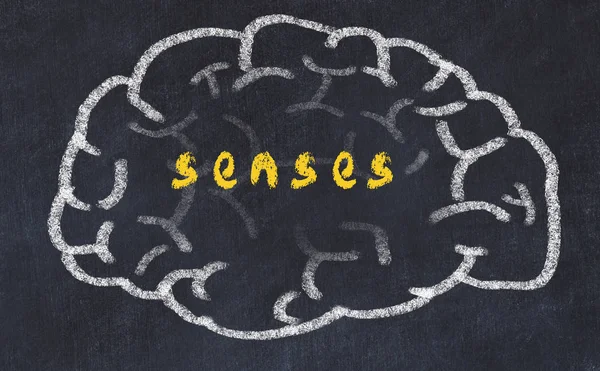 İnsan beyninin tebeşir çizimi ve yazıt algıları