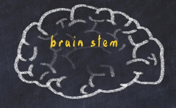 Drawind del cerebro humano en pizarra con la inscripción tronco cerebral —  Fotos de Stock