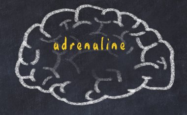 Yazıt adrenalin ile tebeşir üzerinde insan beyninin Drawind