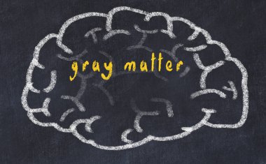 Drawind of human brain on chalkboard with inscription gray matter clipart