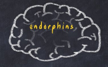 Drawind of human brain on chalkboard with inscription endorphins clipart