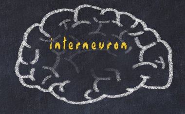 Yazıt interneuron ile tebeşir üzerinde insan beyninin Drawind