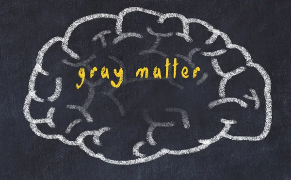Drawind of human brain on chalkboard with inscription gray matter