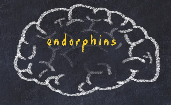 शिलालेख एंडोर्फिनसह चॉकबोर्डवर मानवी मेंदूचे रेखांकन — स्टॉक फोटो, इमेज