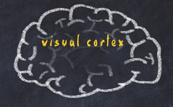 Ντράλοου ανθρώπινου εγκεφάλου στον πίνακα με επιγραφή οπτικό φλοιό — Φωτογραφία Αρχείου