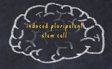 Yazıt indüklenen pluripotent kök hücre ile tebeşir üzerinde insan beyninin Drawind