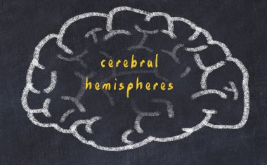 Yazıt serebral hemisfer ile tebeşir tahtası üzerinde insan beyninin Drawind