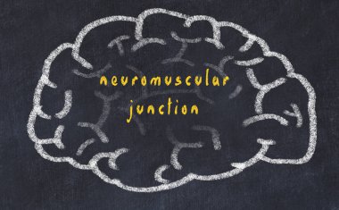 Yazıt nöromüsküler kavşak ile tebeşir üzerinde insan beyninin Drawind