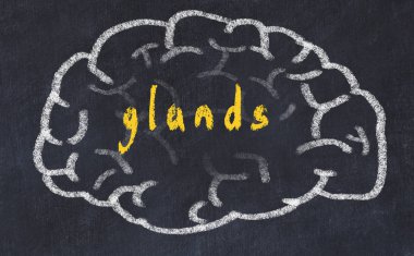 Yazıt bezleri ile tebeşir tahtası üzerinde insan beyninin Drawind