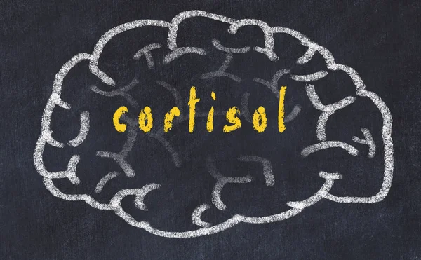 Desenho do cérebro humano sobre quadro-negro com inscrição cortisol — Fotografia de Stock