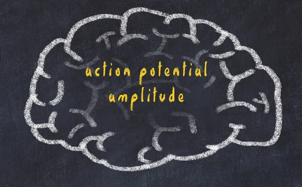 Drawind van menselijk brein op krijtbord met inscriptie actie potentiële amplitude — Stockfoto