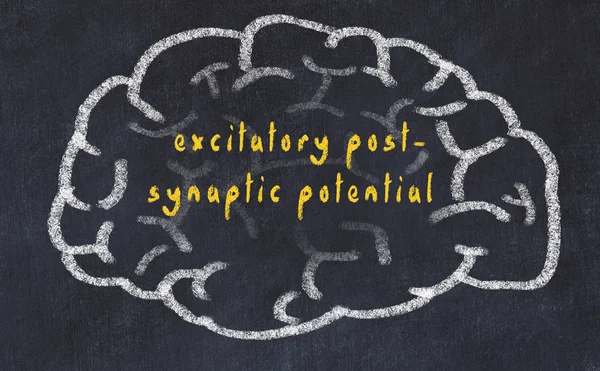 Drawind van menselijk brein op schoolbord met inscriptie excitatory post synaptic potentiaal — Stockfoto