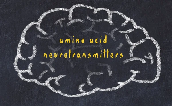 Gambar otak manusia pada papan tulis dengan inskripsi asam amino neurotransmiter — Stok Foto