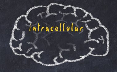 Hücre içi yazıtlı tebeşir tahtası üzerinde insan beyninin çizilen