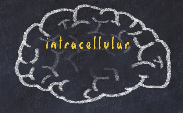 Hücre içi yazıtlı tebeşir tahtası üzerinde insan beyninin çizilen