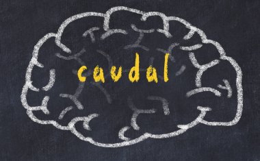 Yazıt caudal ile tebeşir üzerinde insan beyninin Drawind