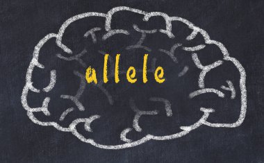 Yazıt alel ile tebeşir üzerinde insan beyninin Drawind