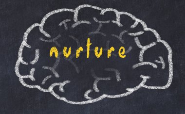 Yazıt beslemesi ile tebeşir tahtası üzerinde insan beyninin Drawind