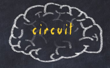 Yazıt devresi ile tebeşir tahtası üzerinde insan beyninin drawind
