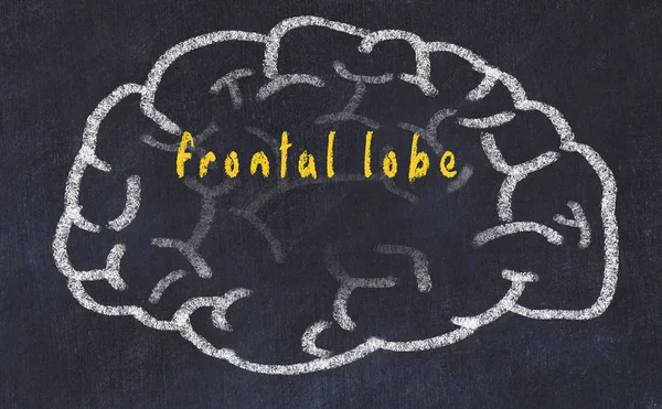 Drawind van menselijk brein op krijtbord met inscriptie frontale kwab — Stockfoto
