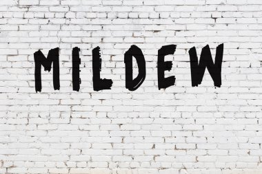 Beyaz tuğla duvarlara küfler çizilmiş.