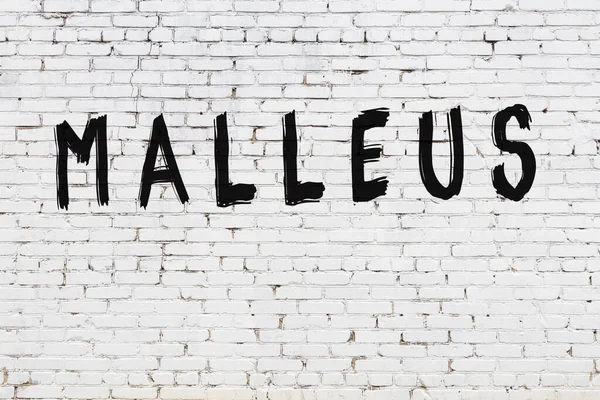 Inscripción malleus pintado en la pared de ladrillo blanco —  Fotos de Stock