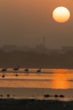 Bir grup Flamingo, doğan güneşe karşı Jamnagar, Gujarat 'ın dışındaki bataklık arazide beslenirken siluet oluşturdular.