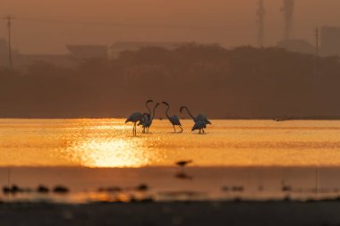 Bir grup Flamingo, doğan güneşe karşı Jamnagar, Gujarat 'ın dışındaki bataklık arazide beslenirken siluet oluşturdular.