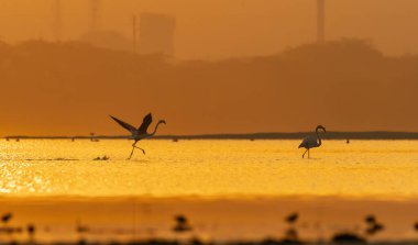Bir grup Flamingo, doğan güneşe karşı Jamnagar, Gujarat 'ın dışındaki bataklık arazide beslenirken siluet oluşturdular.