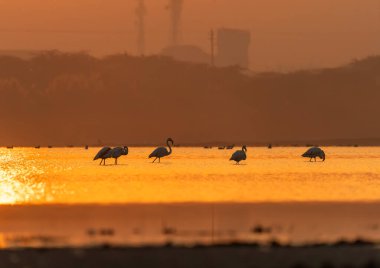 Bir grup Flamingo, doğan güneşe karşı Jamnagar, Gujarat 'ın dışındaki bataklık arazide beslenirken siluet oluşturdular.