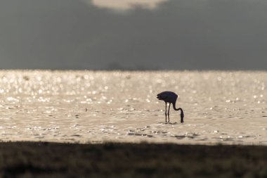 Flamingoların siluetleri, Gujarat 'ın Jamnagar kentinin bataklık bölgesindeki küçük bir gölde güzel bir gündoğumunda besleniyor.