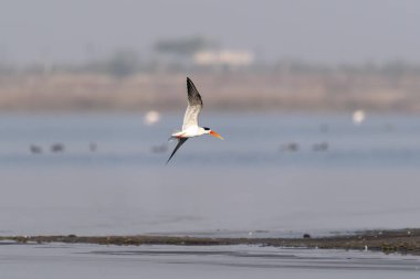 Jamnagar, Gujarat 'ın eteklerindeki bataklık sularında uçan bir Hintli kaypak.