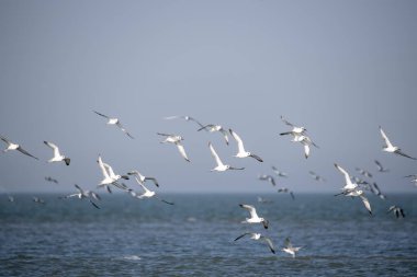 Bengal körfezinde, Gujarat, Deniz Milli Parkı 'nda uçan bir grup yengeç sürücüsü.