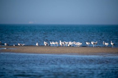 Bengal Körfezi kıyısında, Gujarat, Deniz Milli Parkı 'nda beslenen bir grup yengeç sürücüsü.