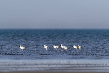 Bengal Körfezi kıyısında, Gujarat, Deniz Milli Parkı 'nda beslenen bir grup yengeç sürücüsü.