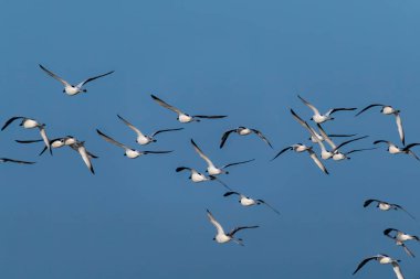 Bengal körfezinde, Gujarat, Deniz Milli Parkı 'nda uçan bir grup yengeç sürücüsü.