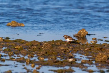 Hindistan, Gujarat, Jamnagar 'daki Narara Deniz Milli Parkı' nın alçak gelgit bölgesinde bir dönüm noktası.