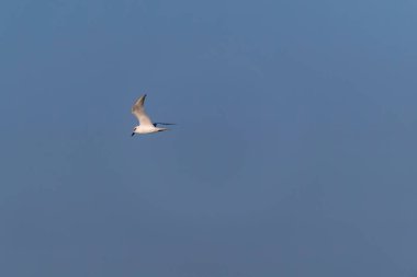 Bengal körfezinde, Gujarat, Deniz Milli Parkı 'nda uçan bir grup yengeç sürücüsü.