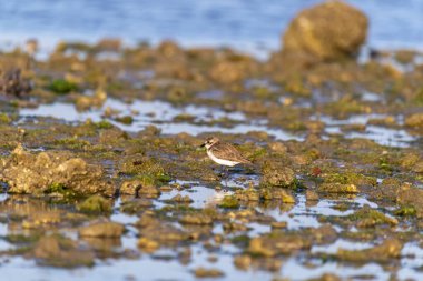 Hindistan, Gujarat, Jamnagar 'daki Narara Deniz Milli Parkı' nın alçak gelgit bölgesinde bir dönüm noktası.